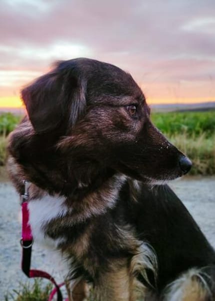 Hündin Ayana sucht ein Zuhause (97332)