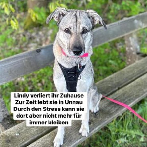 DRINGEND Lindy verliert nach 6 Jahren ihr Zuhause
