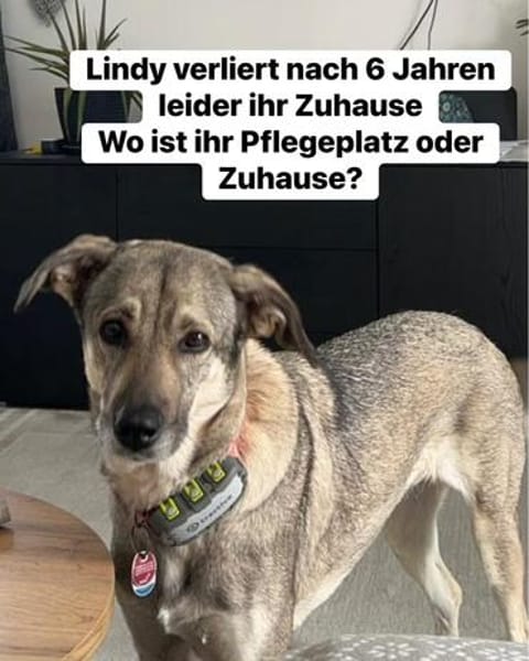 DRINGEND Lindy verliert nach 6 Jahren ihr Zuhause