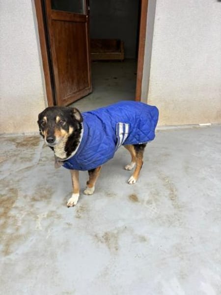 Seniorin sucht Senioren/in