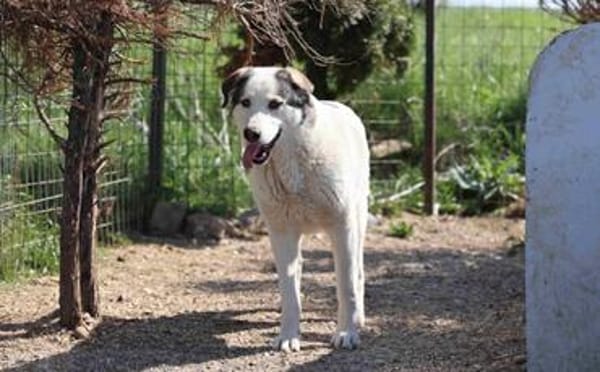 Treue Seele Terence sucht ein Zuhause