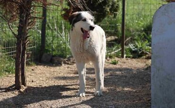 Treue Seele Terence sucht ein Zuhause