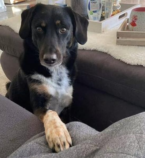 Rüde Filou sucht engagierte Menschen