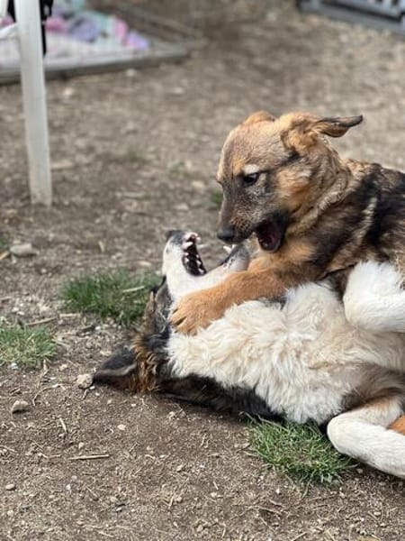 neugieriger & fröhlicher Junghund BRÖSEL