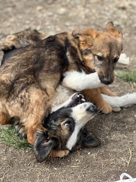 neugieriger & fröhlicher Junghund BRÖSEL