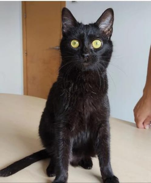 Ozzy - eleganter, verschmuster, schwarzer Kater