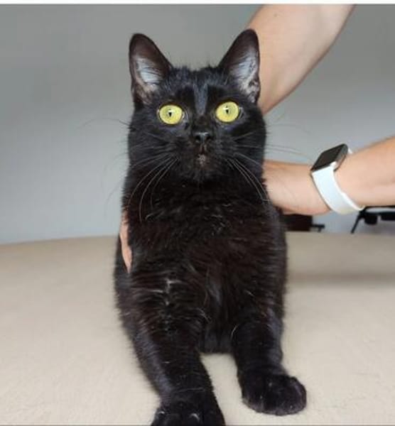 Ozzy - eleganter, verschmuster, schwarzer Kater