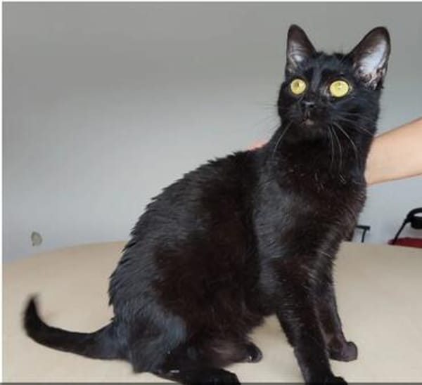 Ozzy - eleganter, verschmuster, schwarzer Kater