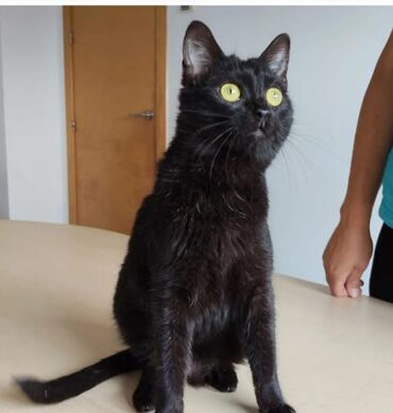 Ozzy - eleganter, verschmuster, schwarzer Kater