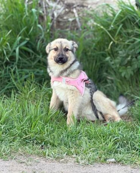 Velina
