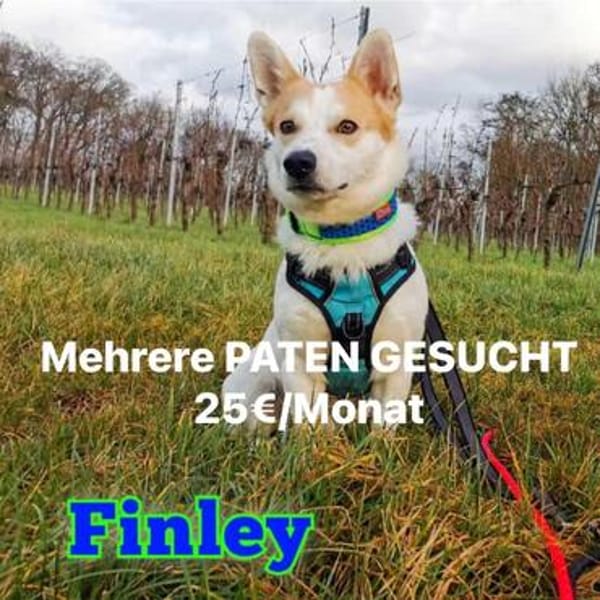 DRINGEND. Misshandelter Finley sucht Paten!