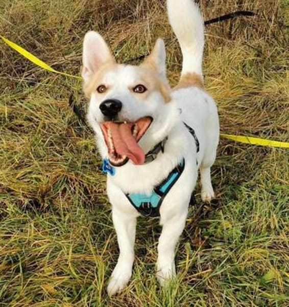 DRINGEND. Misshandelter Finley sucht Paten!