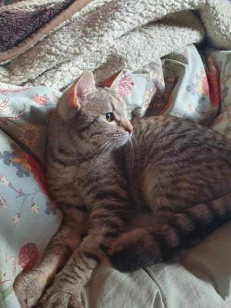 Skittles  offene Schmusekatze