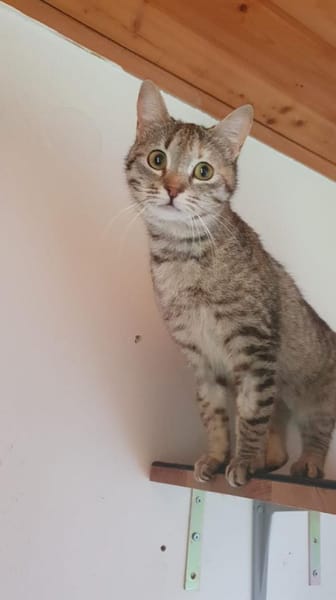 Skittles  offene Schmusekatze