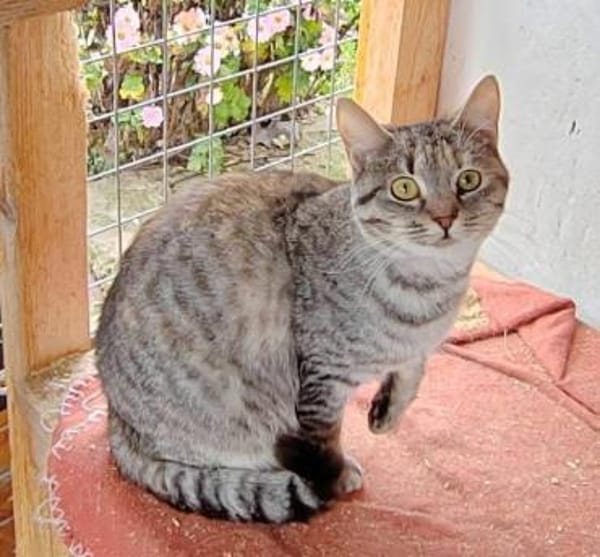 Skittles  offene Schmusekatze