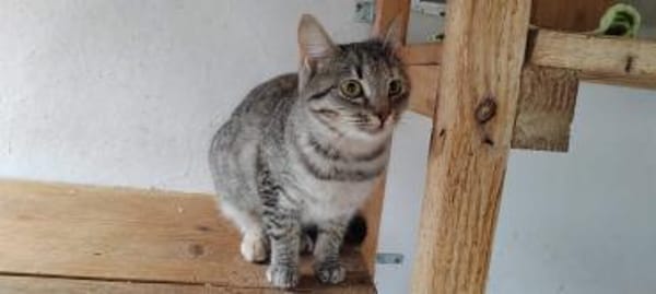 Skittles  offene Schmusekatze