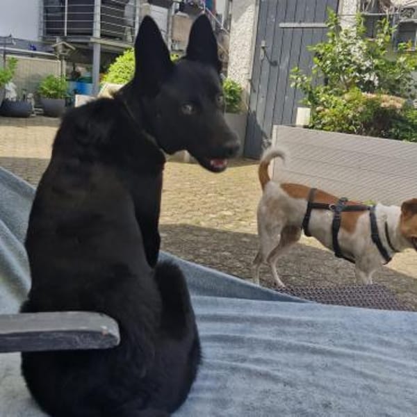 Soley💕wartet in 51469 Bergisch-Gladbach