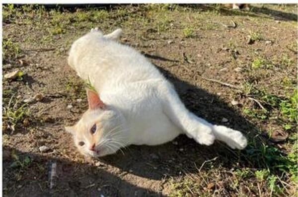 Bobby (Leuk.+FIV pos.)-lieb & freundlich