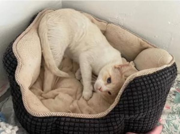 Bobby (Leuk.+FIV pos.)-lieb & freundlich