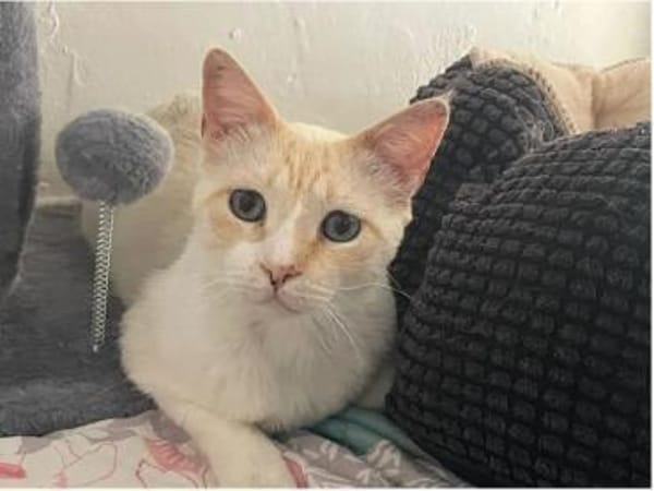Bobby (Leuk.+FIV pos.)-lieb & freundlich