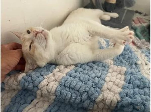 Bobby (Leuk.+FIV pos.)-lieb & freundlich