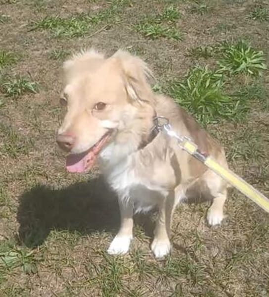 Balou sucht nach Enttäuschung neues Zuhause