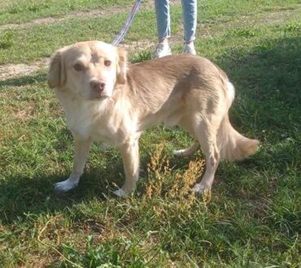 Balou sucht nach Enttäuschung neues Zuhause