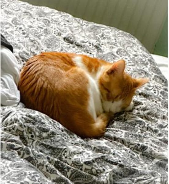 Melón -  hübsches weiß-rotes Tigerchen