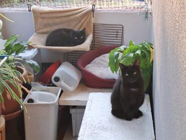 Unser wunderhübsches Gabi und Gabi suchen ein Zuhause