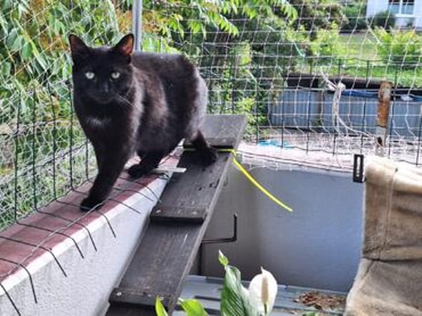 Unser wunderhübsches Gabi und Gabi suchen ein Zuhause
