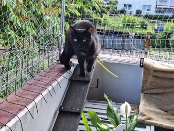 Unser wunderhübsches Gabi und Gabi suchen ein Zuhause