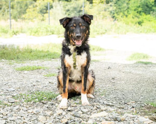 Unser Traumhund Luis sucht Familienanschluss
