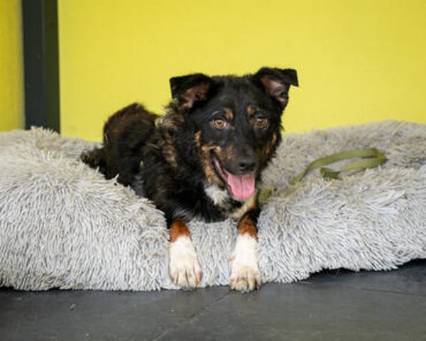 Unser Traumhund Luis sucht Familienanschluss