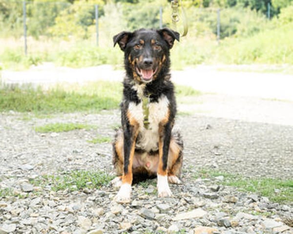 Unser Traumhund Luis sucht Familienanschluss