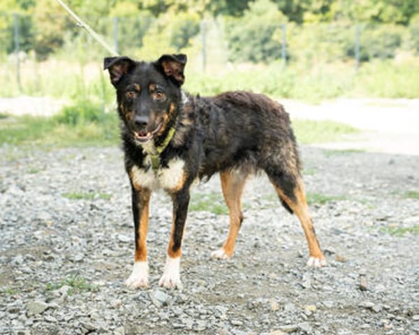Unser Traumhund Luis sucht Familienanschluss