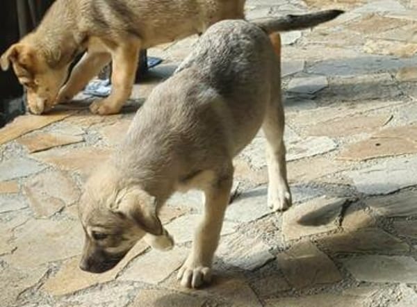 Welpenmädchen Paula, Körbchen gesucht