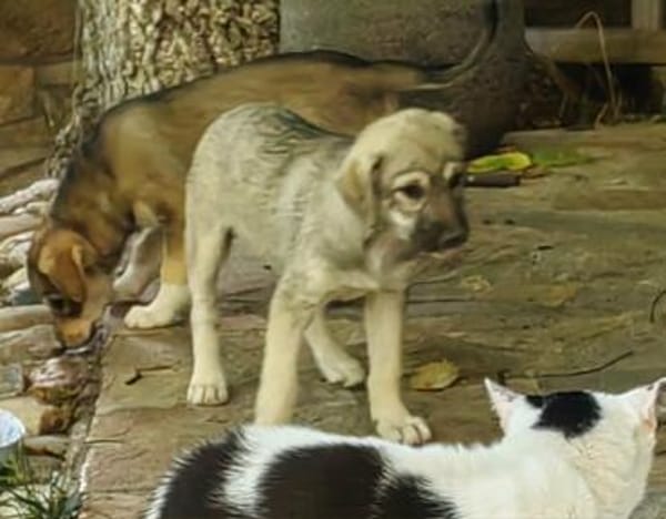 Welpenmädchen Paula, Körbchen gesucht