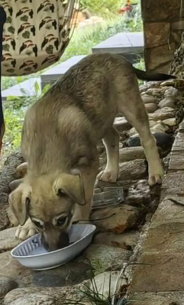Welpenmädchen Paula, Körbchen gesucht