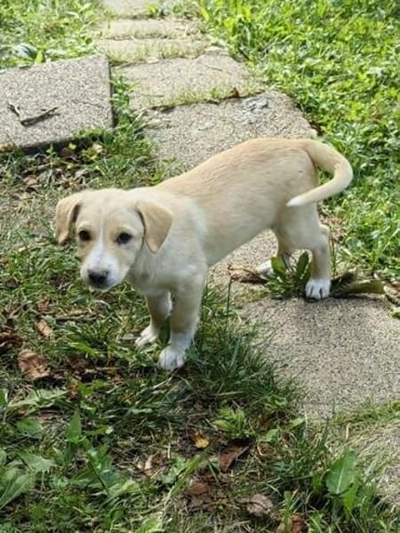 Welpe Lilly sucht ihre Familie