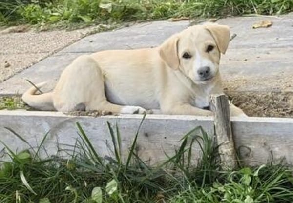Welpe Lilly sucht ihre Familie