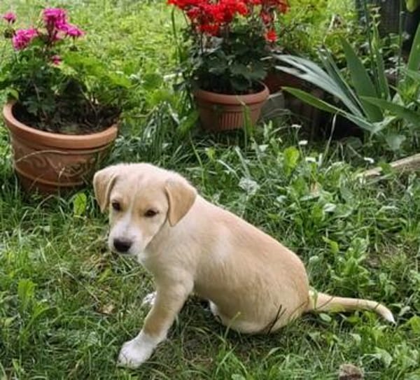 Welpe Lilly sucht ihre Familie