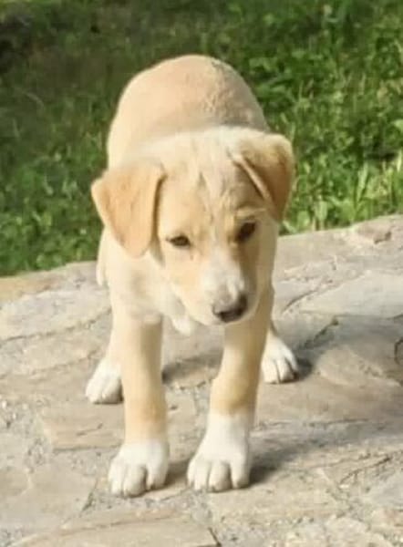 Welpe Lilly sucht ihre Familie