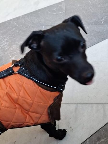 Tommy, Neuanfang gesucht