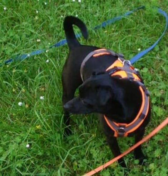 Tommy, Neuanfang gesucht