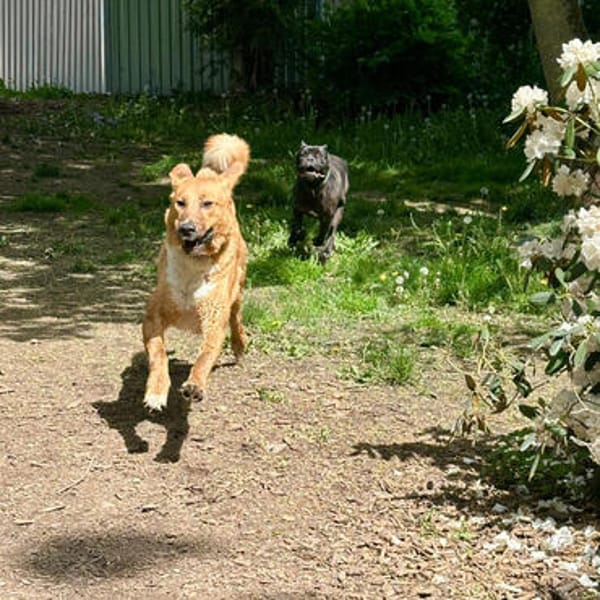 Bono sucht Dich
