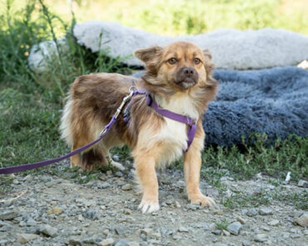 Unsere kleine Traumhündin Lotti sucht Familienanschluss