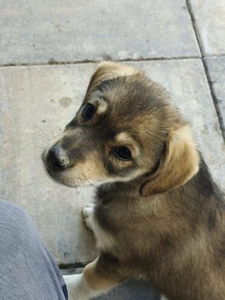 Welpe Skye sucht 4ever home