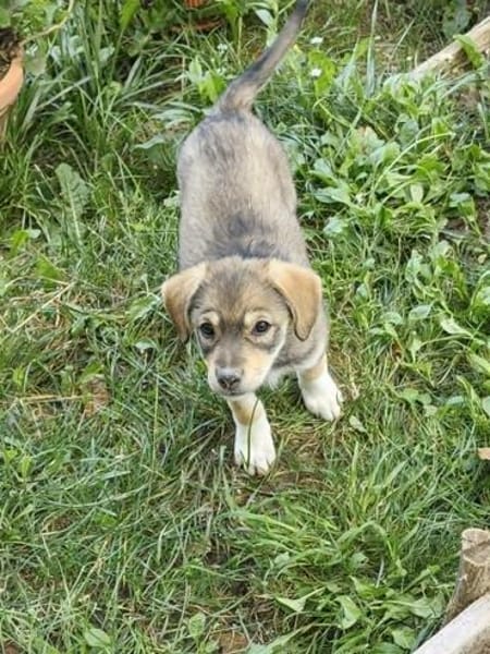 Welpe Skye sucht 4ever home