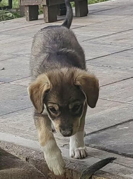Welpe Skye sucht 4ever home