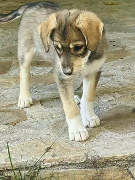 Welpe Skye sucht 4ever home